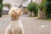 Lederhalsband Ciao Mamma 45 cm - 24 mm elfenbein - gold