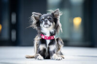 Halsband Mini Philadelphia