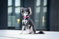 Halsband Mini Diamond 33cm - 18mm lipstick - silber