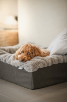 Hundebett Buddelbox Kharlo