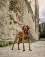 Halsband Klassik Premium braun-dunkelbraun