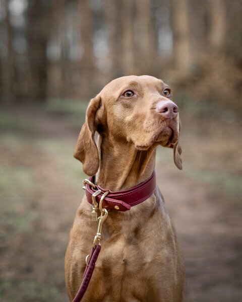 Halsband Klassik Soft