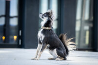 Kleines Hundehalsband Mini Diamond