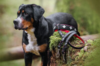 Halsband Schweizer Kreuz