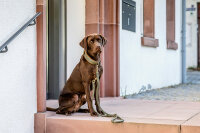 Halsband Klassik Exklusiv