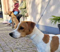 Showleine mit Kehlkopfschutz Plus