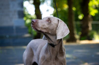 Showleine verstellbar Klassik mit Kehlkopfschutz