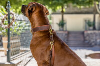 Halsband Klassik Premium braun-cognac braun - cognac - silber 50cm - 27mm