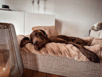 Hundebett Buddelbox Karimi