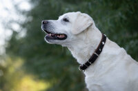 Halsband Zugstopp Schweizer Kreuz