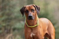 Halsband rundgenäht pistazie