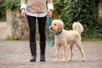 Lederleine Klassik  Mono Pop 2m