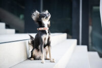 Hundehalsband rosa Mini Nesthäkchen