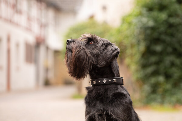 Halsband Totenkopf