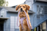 Hundeleine rundgenäht flieder