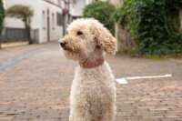 Lederhalsband Ciao Mamma 35 cm - 24 mm altrosa - gold