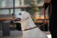 Retriever Leine cognac