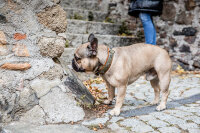 Halsband Waldsheriff