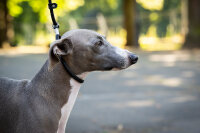 Showleine verstellbar Fein