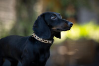 Halsband Mini Afrika