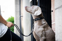 Halsband Jägermeister