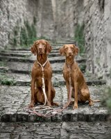 Hundeleine rundgenäht elfenbein