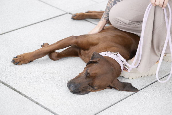 Lederleine rundgenäht flieder 2m - 6mm flieder - silber