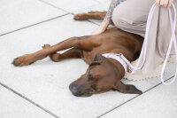 Lederleine rundgenäht flieder 2m - 6mm flieder - silber