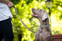 Lederhalsband Old English