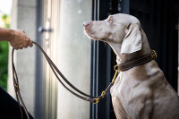 Lederhalsband Old English 50 cm - 35 mm old dark brown - gold