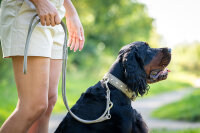 Halsband Old English mit Stein