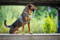 Lederleine rundgenäht olive