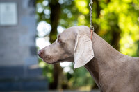 Showhalsband Klassik