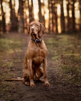 Halsband Klassik Soft Royal