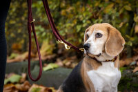 Lederleine rundgenäht burgundy burgundy - gold-2m - 10mm