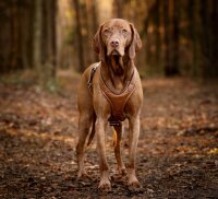 Leder-Hundegeschirr cognac