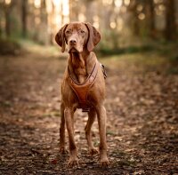Leder-Hundegeschirr cognac M