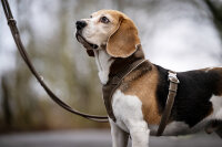 Leder-Hundegeschirr taupe