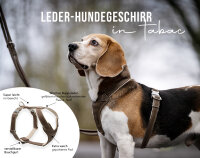 Leder-Hundegeschirr taube M