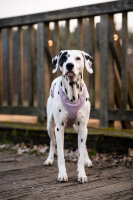 Leder-Hundegeschirr flieder