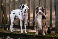 Leder-Hundegeschirr flieder M