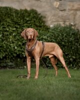 Leder-Hundegeschirr Old English M Plus-old dark brown