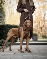 Leder-Hundegeschirr Old English M-old dark brown