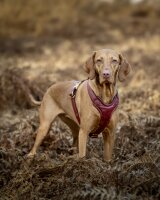 Leder-Hundegeschirr Burgundy
