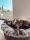 Buddelnest Hundebett Kharlo