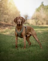 Leder-Hundegeschirr Khaki