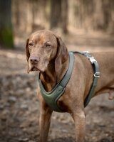 Leder-Hundegeschirr Khaki