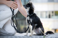 Lederleine rundgenäht schwarz