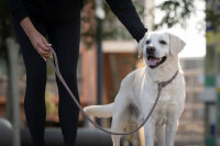 Retriever Lederleine taupe