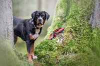 Halsband Schweizer Kreuz 40cm - 24mm schwarz - rot - silber